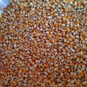 Yellow corn for animal feed Grade 2